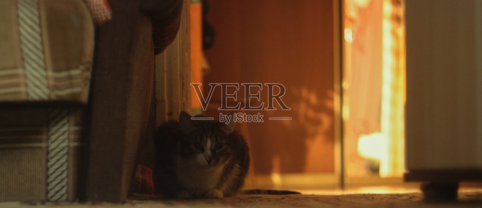 一只好奇的斑点猫弯下腰好奇地盯着摄像机照片摄影图片