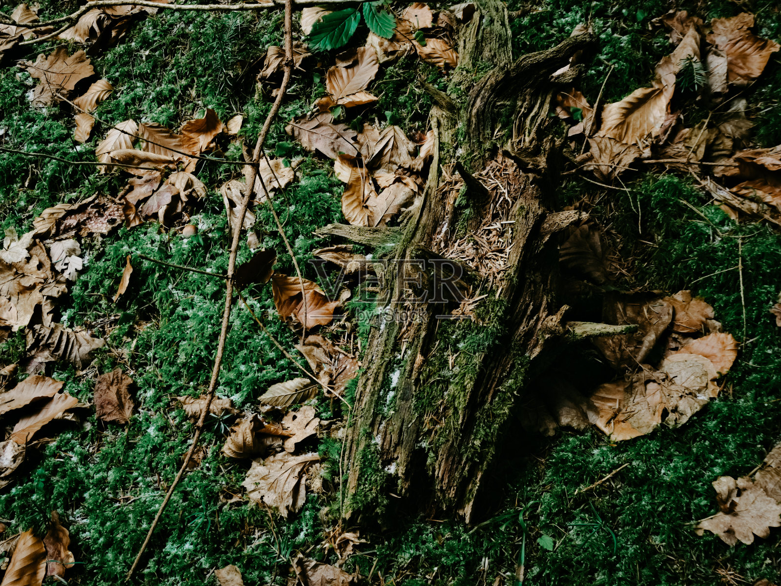 森林里长满青苔的树干照片摄影图片