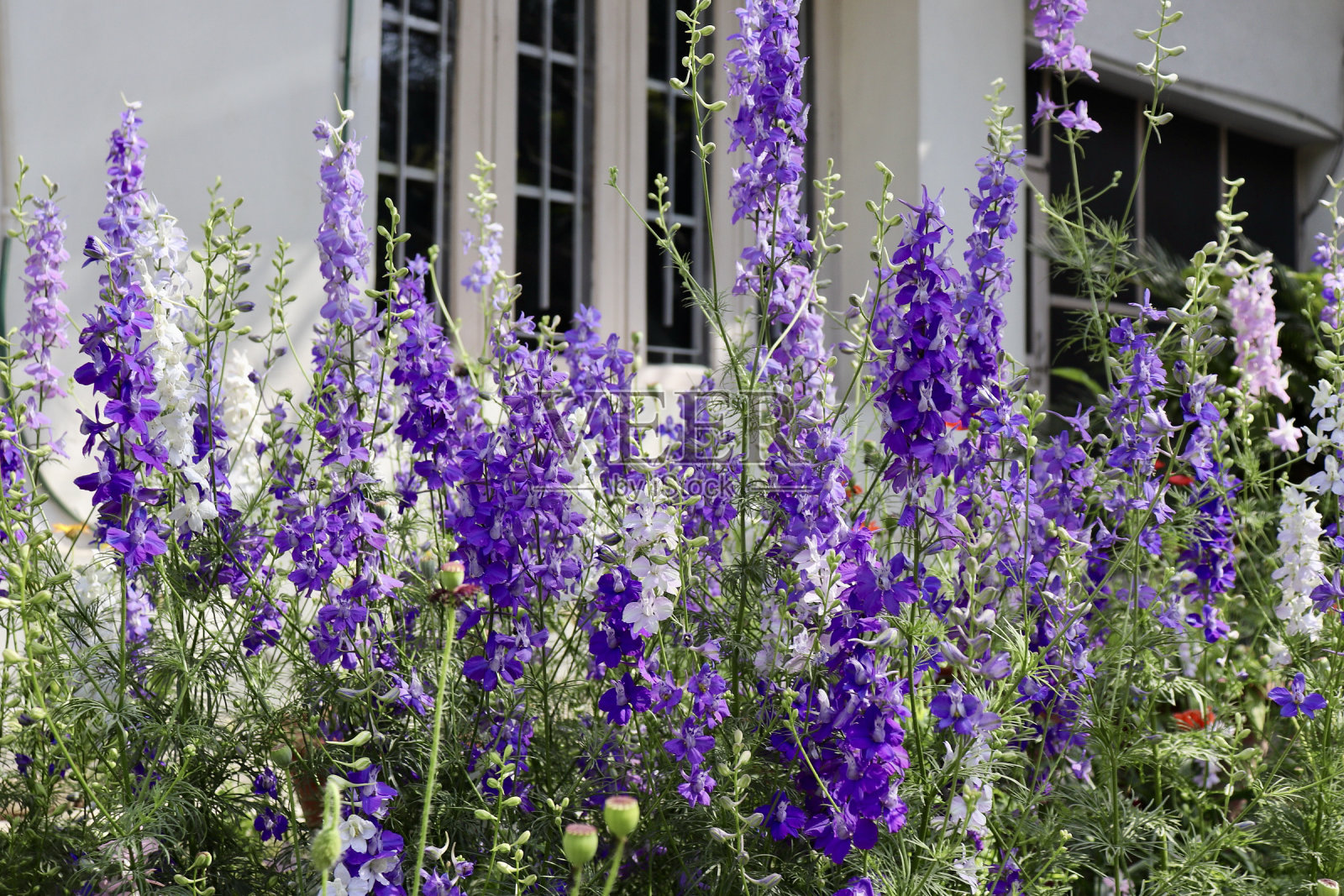 许多花照片摄影图片