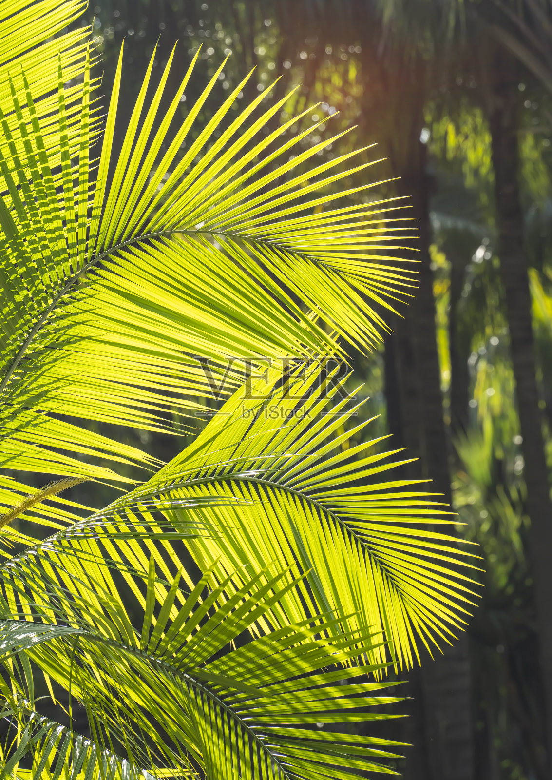 花园公园的棕榈树照片摄影图片