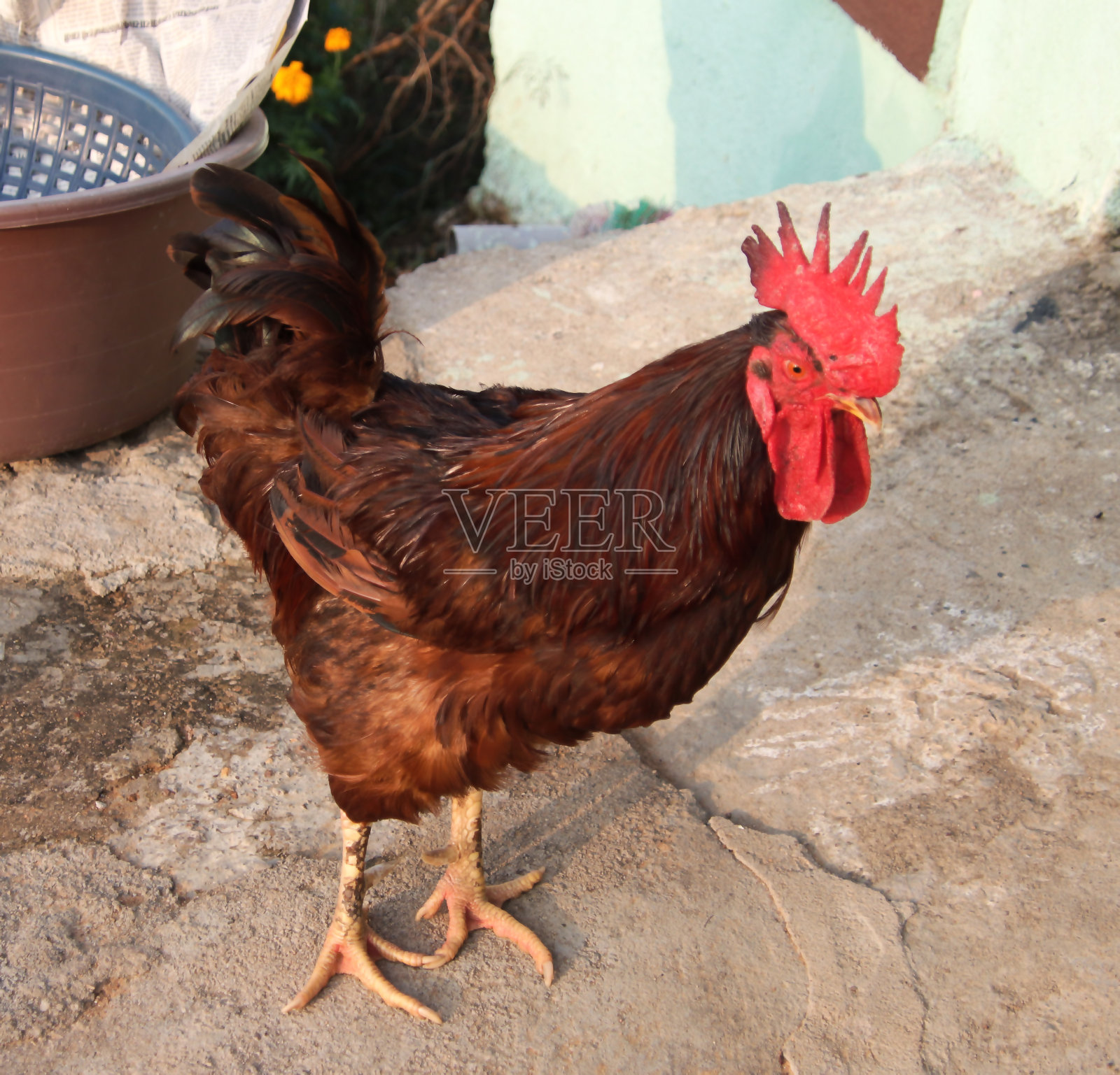 母鸡一边走一边看向一边照片摄影图片
