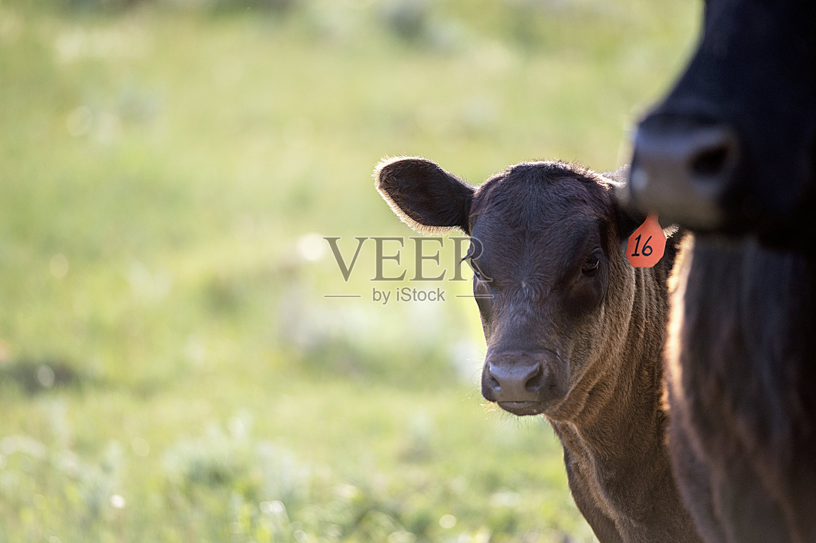 婴儿牛照片摄影图片