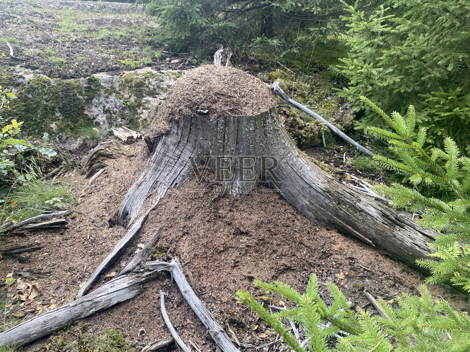 树桩上的蚁丘照片摄影图片