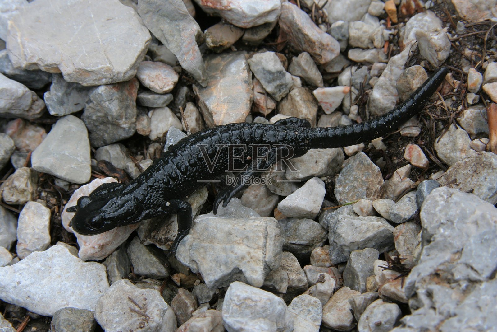 阿尔卑斯蝾螈的Rax在奥地利,欧洲照片摄影图片