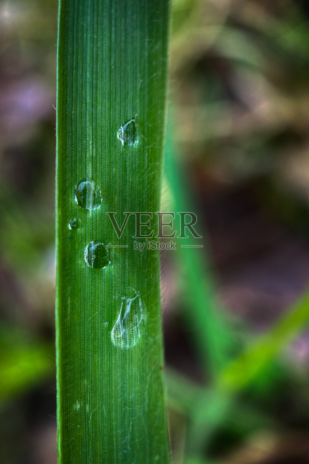 花在春天照片摄影图片