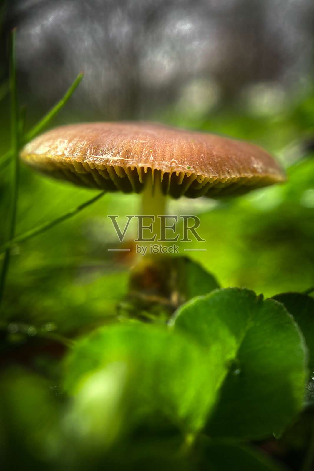 蘑菇照片摄影图片