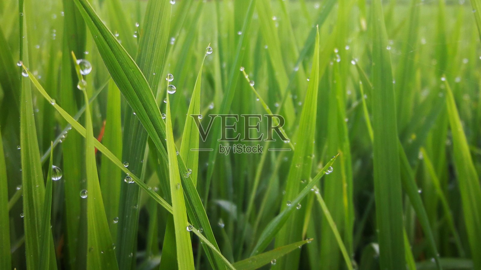 青草上的露珠照片摄影图片