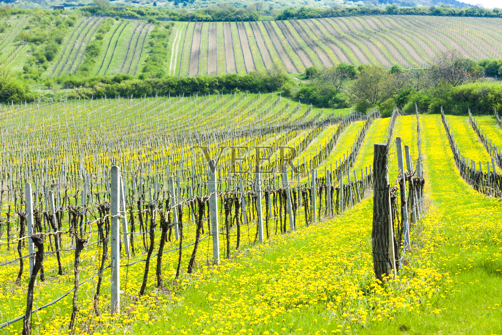 春天的葡萄园,南摩拉维亚,捷克共和国照片摄影图片