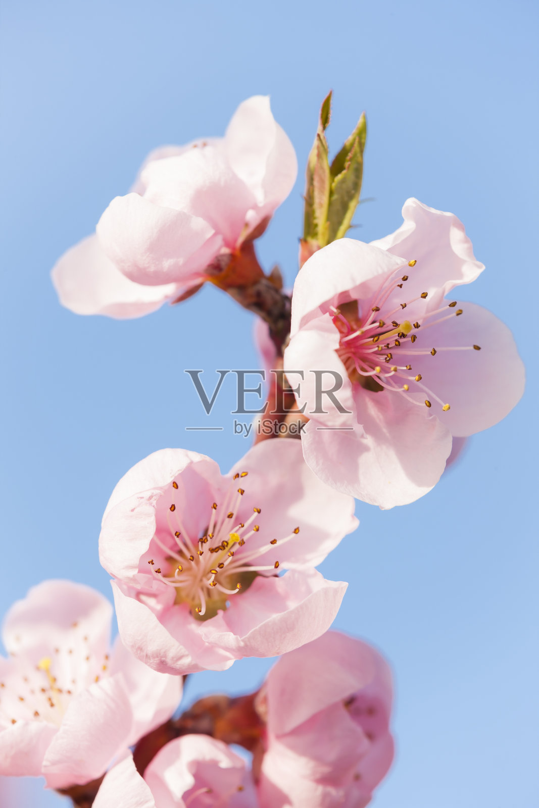 桃花树的细节照片摄影图片