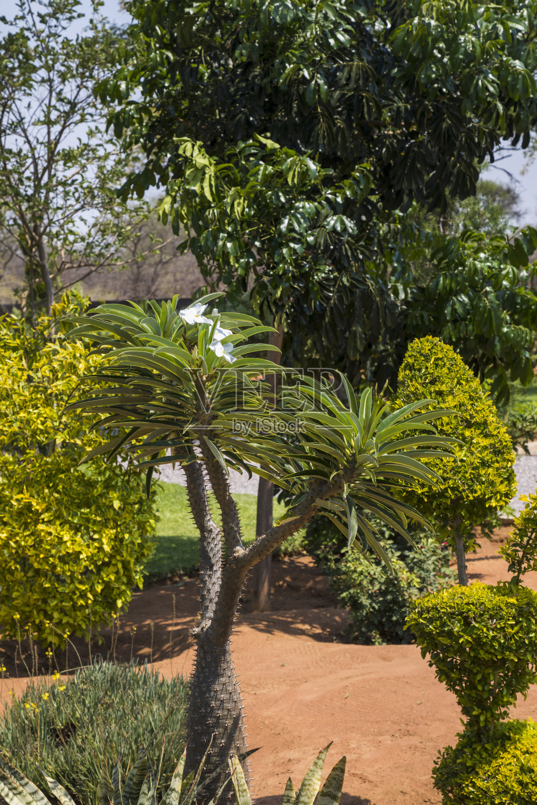 开花的仙人掌照片摄影图片