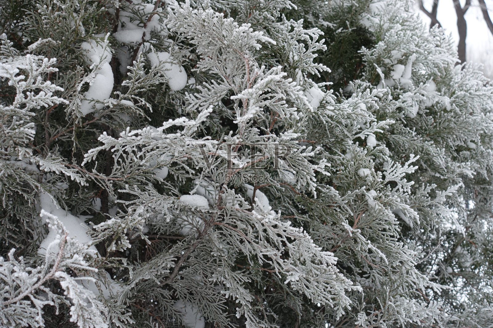 1月中旬西花蓟叶被白霜覆盖照片摄影图片