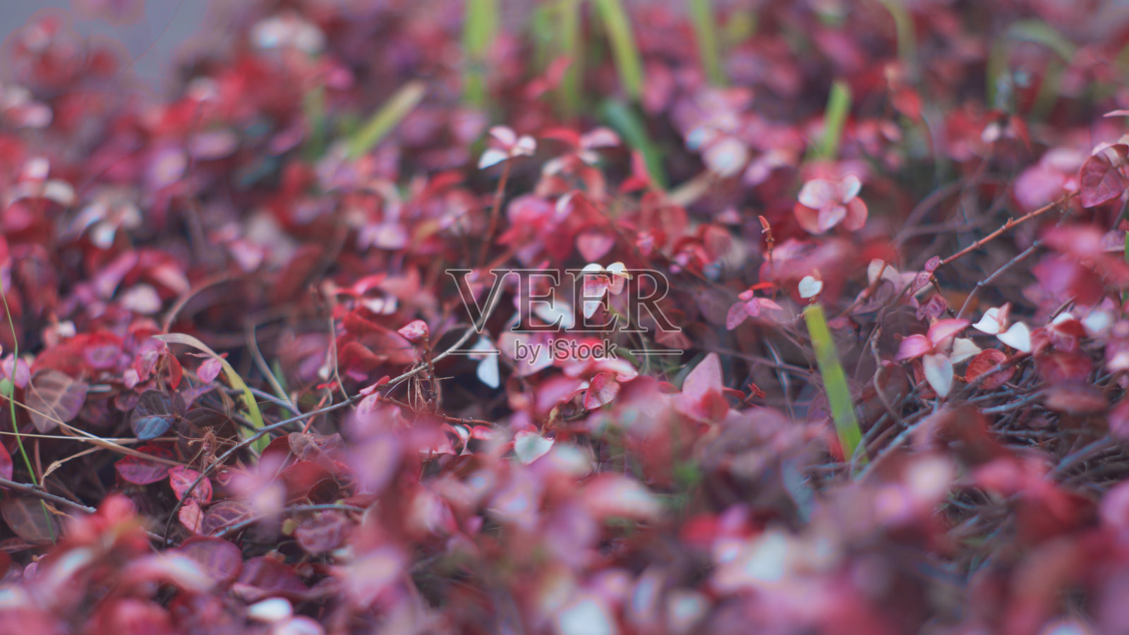 无名植物照片摄影图片