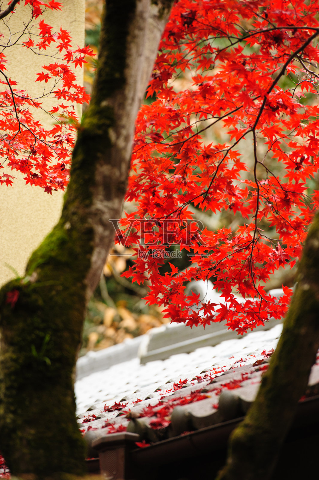 红色的枫树照片摄影图片