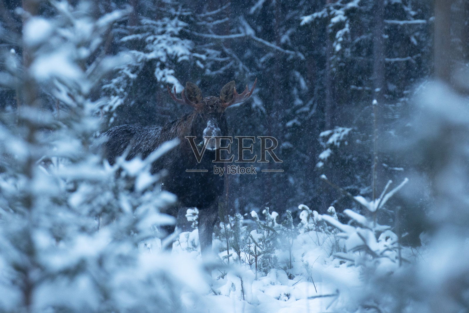 警惕驼鹿,爱沙尼亚冬季森林里的一种长角的驼鹿照片摄影图片