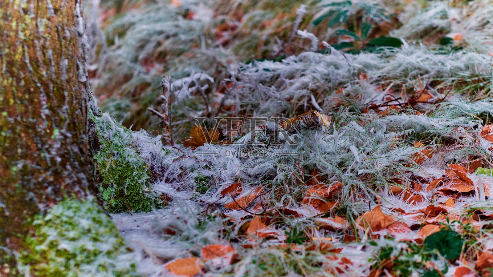 有叶和霜的森林地面照片摄影图片