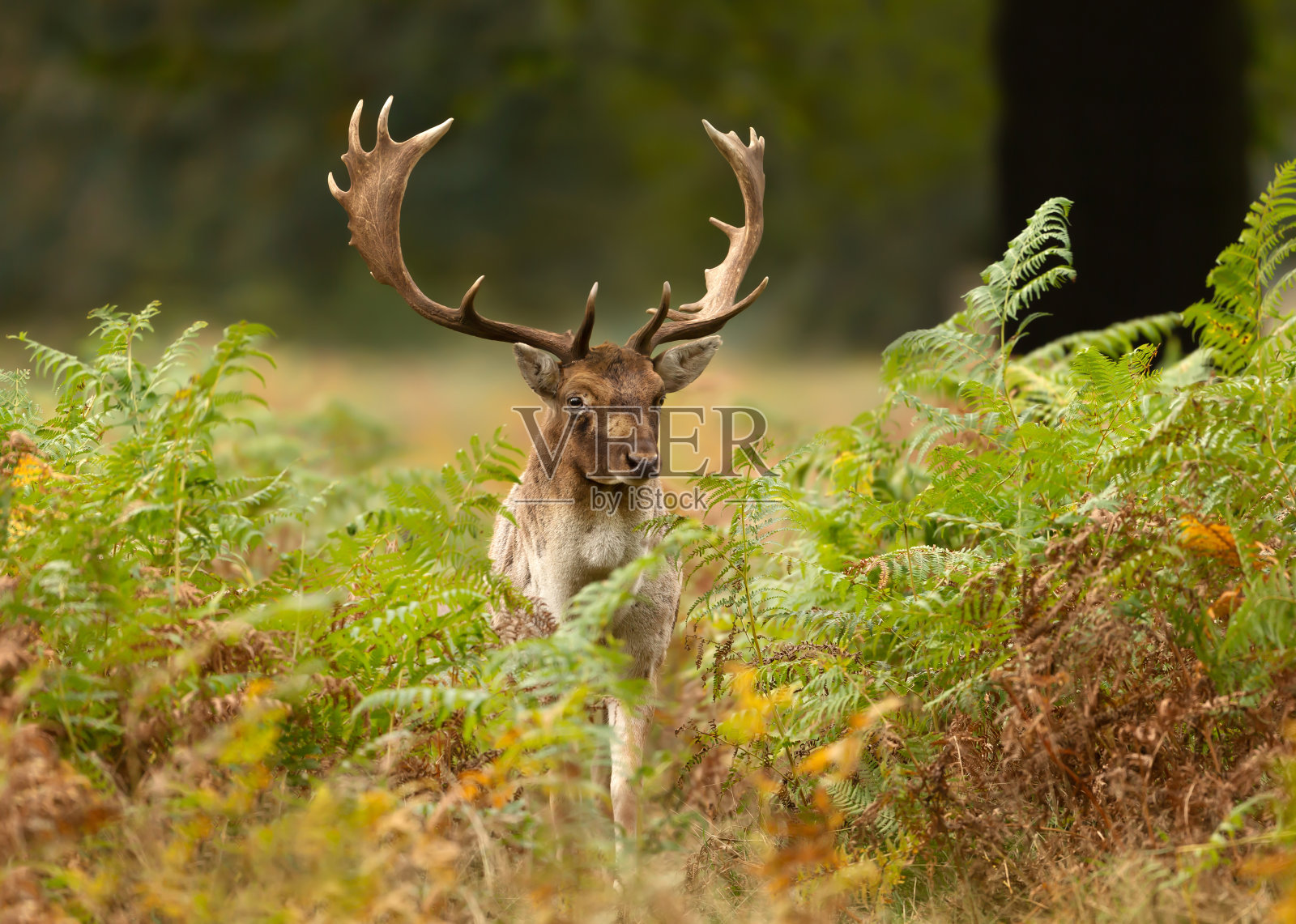 近距离拍摄一只站在蕨类植物地里的黇鹿照片摄影图片