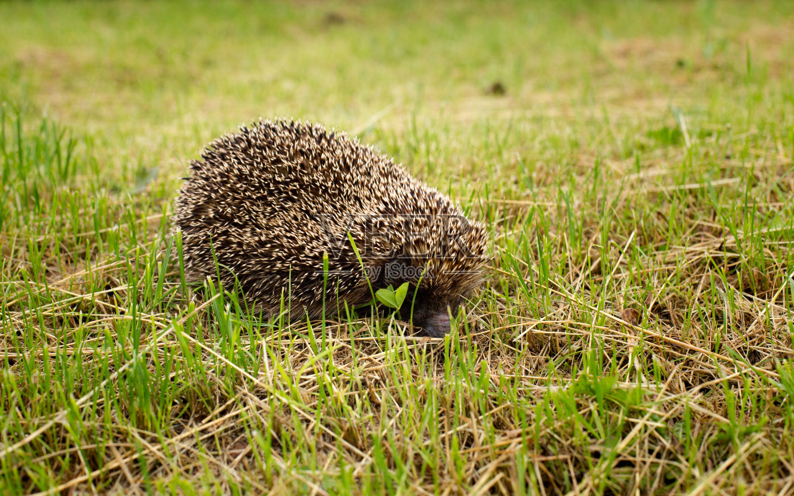野生的刺猬在绿草上照片摄影图片