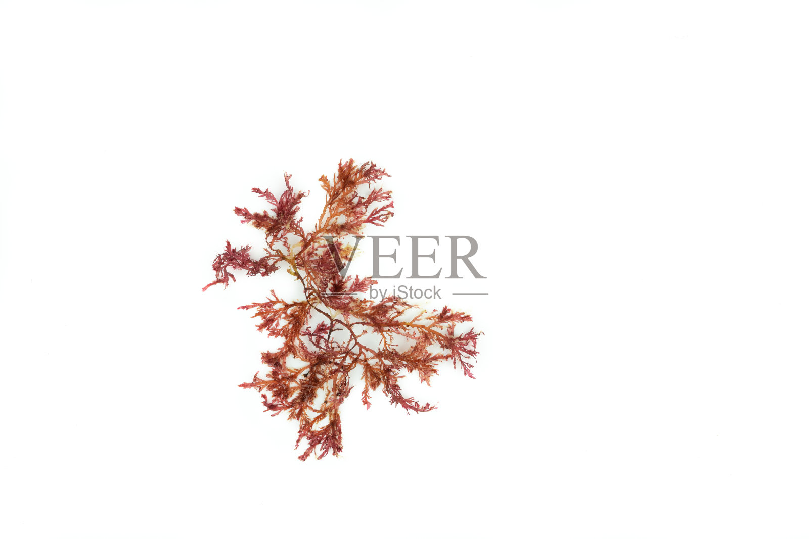 红藻,石花菜,白色背景。照片摄影图片