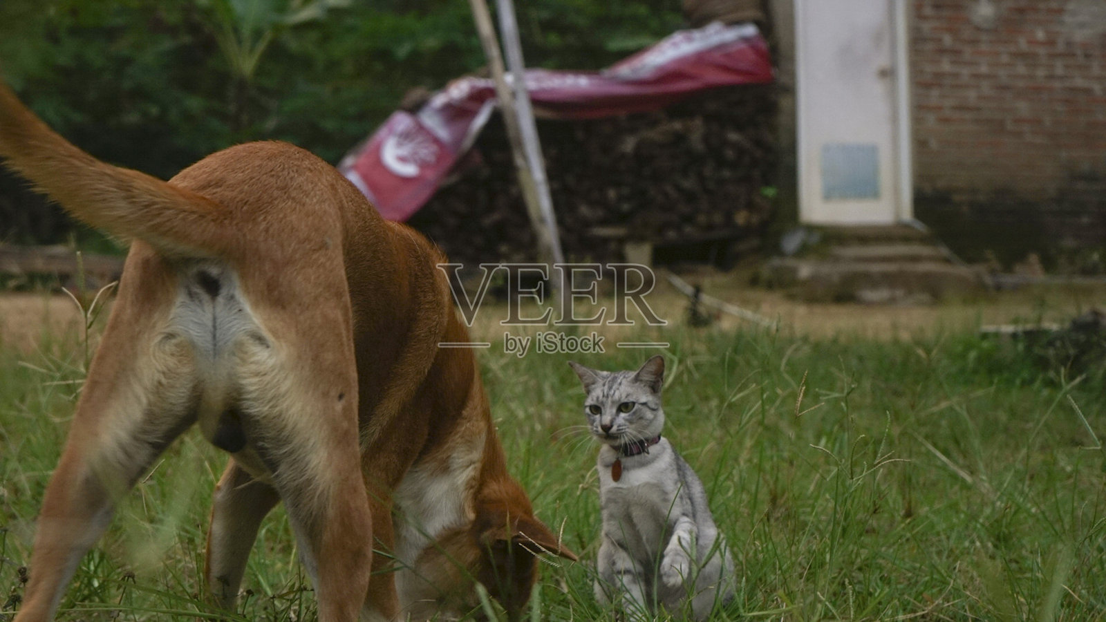 猫和狗玩照片摄影图片