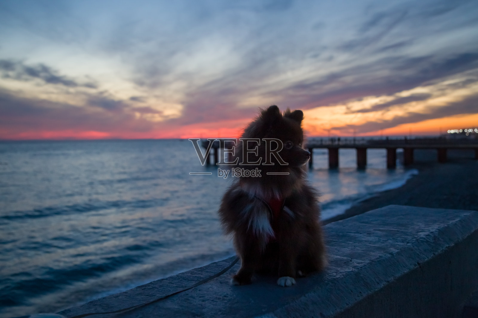 狗在美丽的夕阳下照片摄影图片