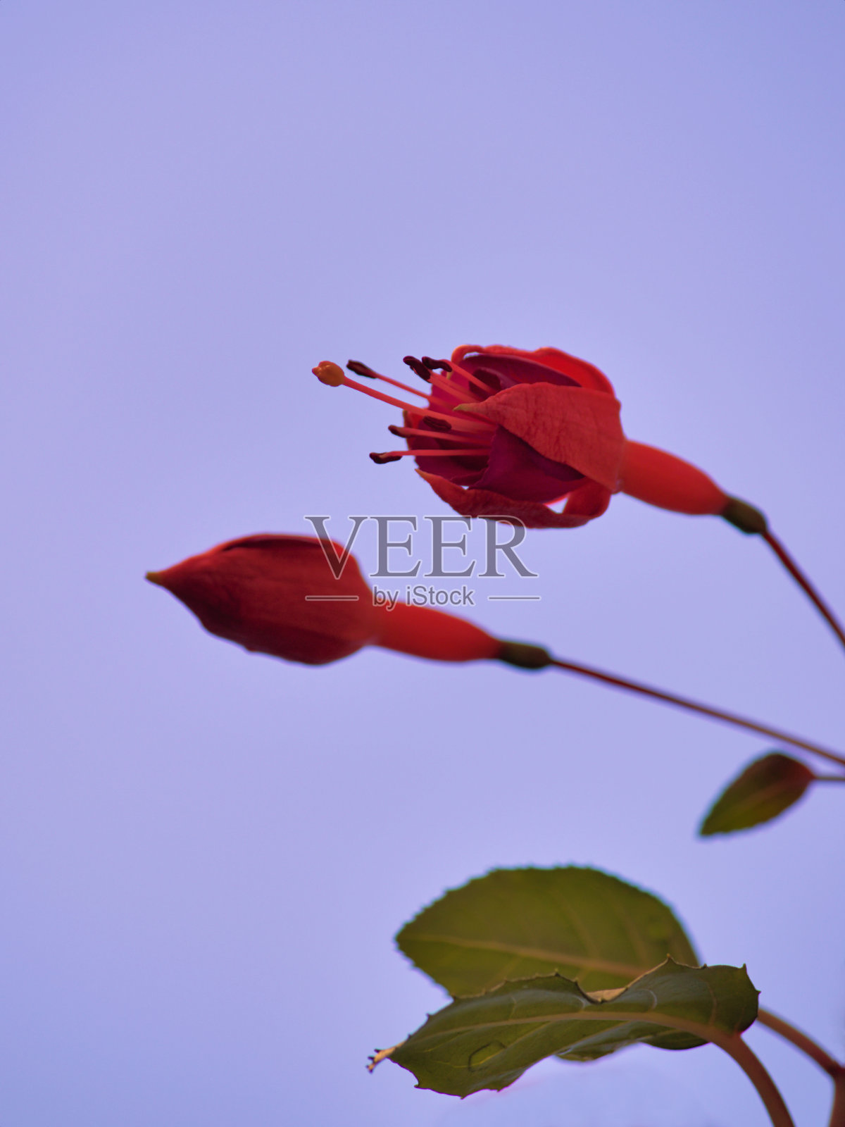 两朵红花和绿叶,以淡蓝色为背景,选择性聚焦拍摄。照片摄影图片