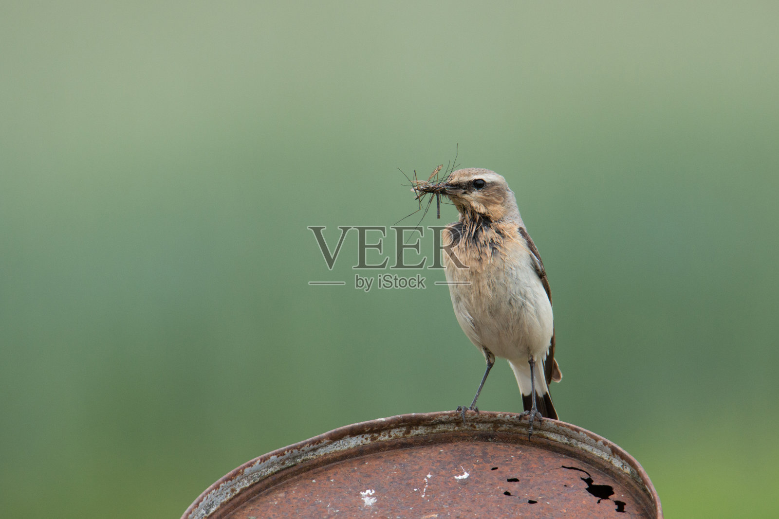 欧洲鸣鸟,北方冬青,冬青抱着一些昆虫照片摄影图片