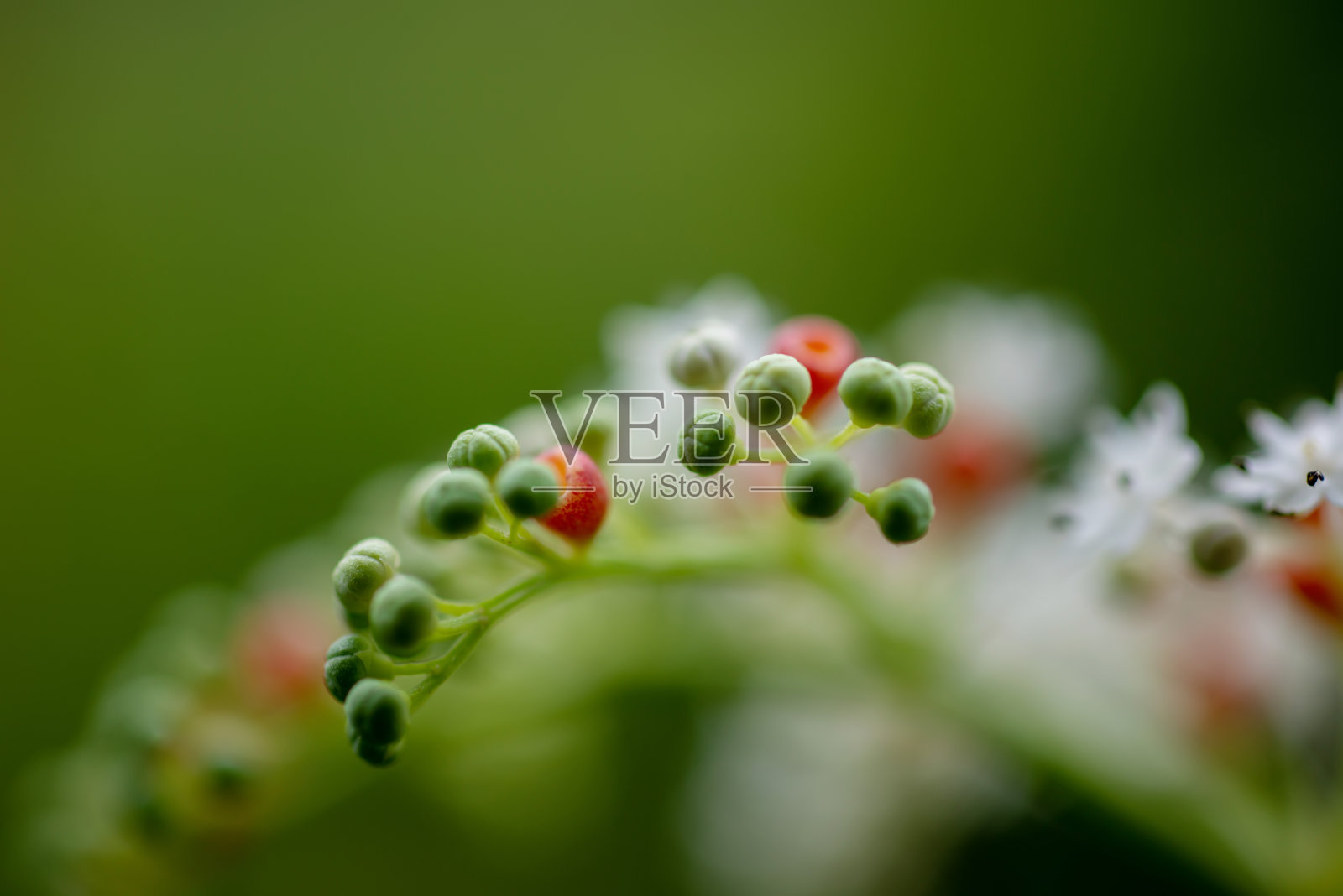 近距离观察盛开的山参。照片摄影图片