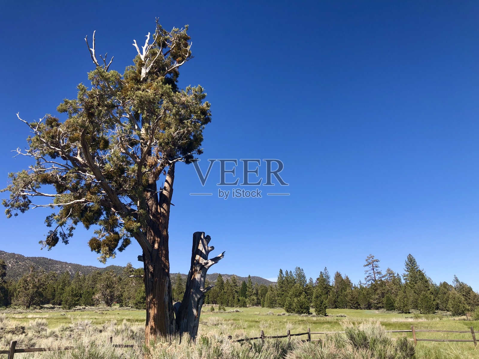 场照片摄影图片