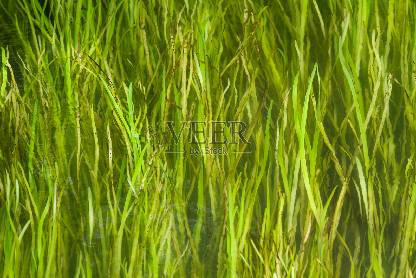 长长的绿草在河中蜿蜒照片摄影图片