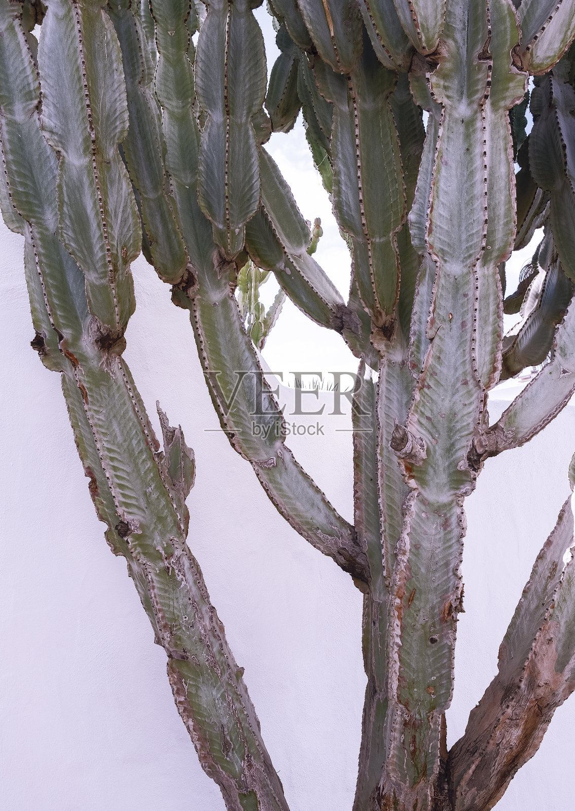 绿色的仙人掌在白色的墙壁背景。最小的植物美学。旅行。加那利岛照片摄影图片