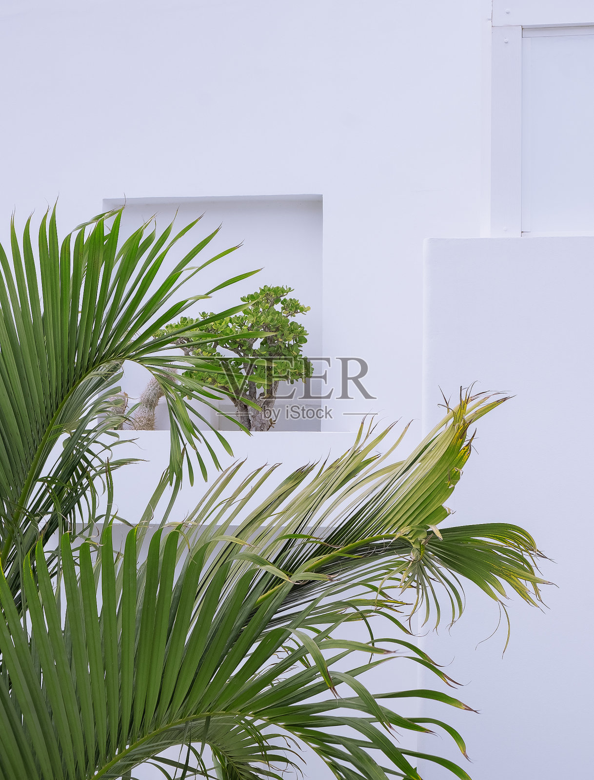 棕榈树特写白墙背景。最小的植物美学。旅行的细节。加那利岛照片摄影图片