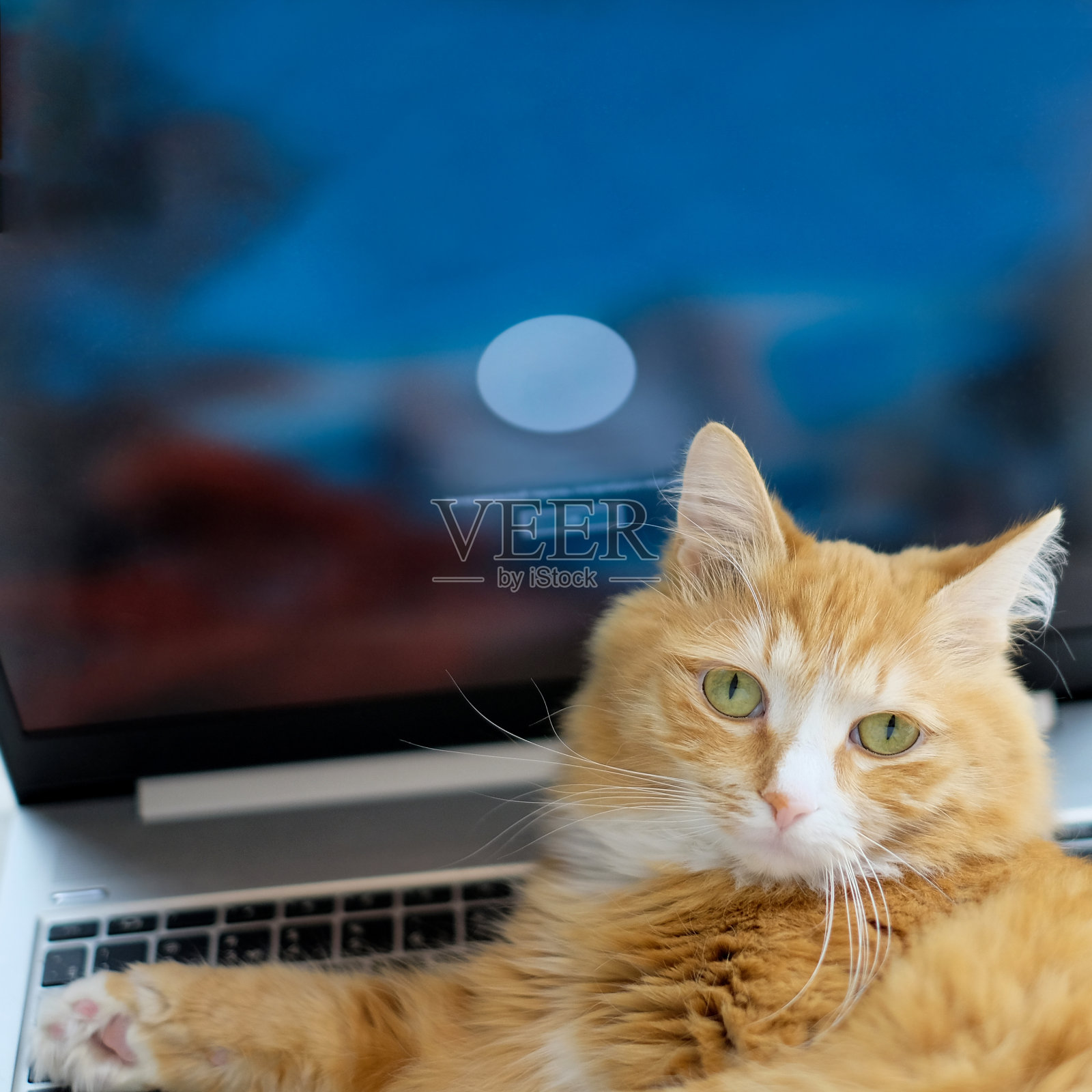 猫和屏幕的笔记本电脑,经营理念,正方形照片照片摄影图片