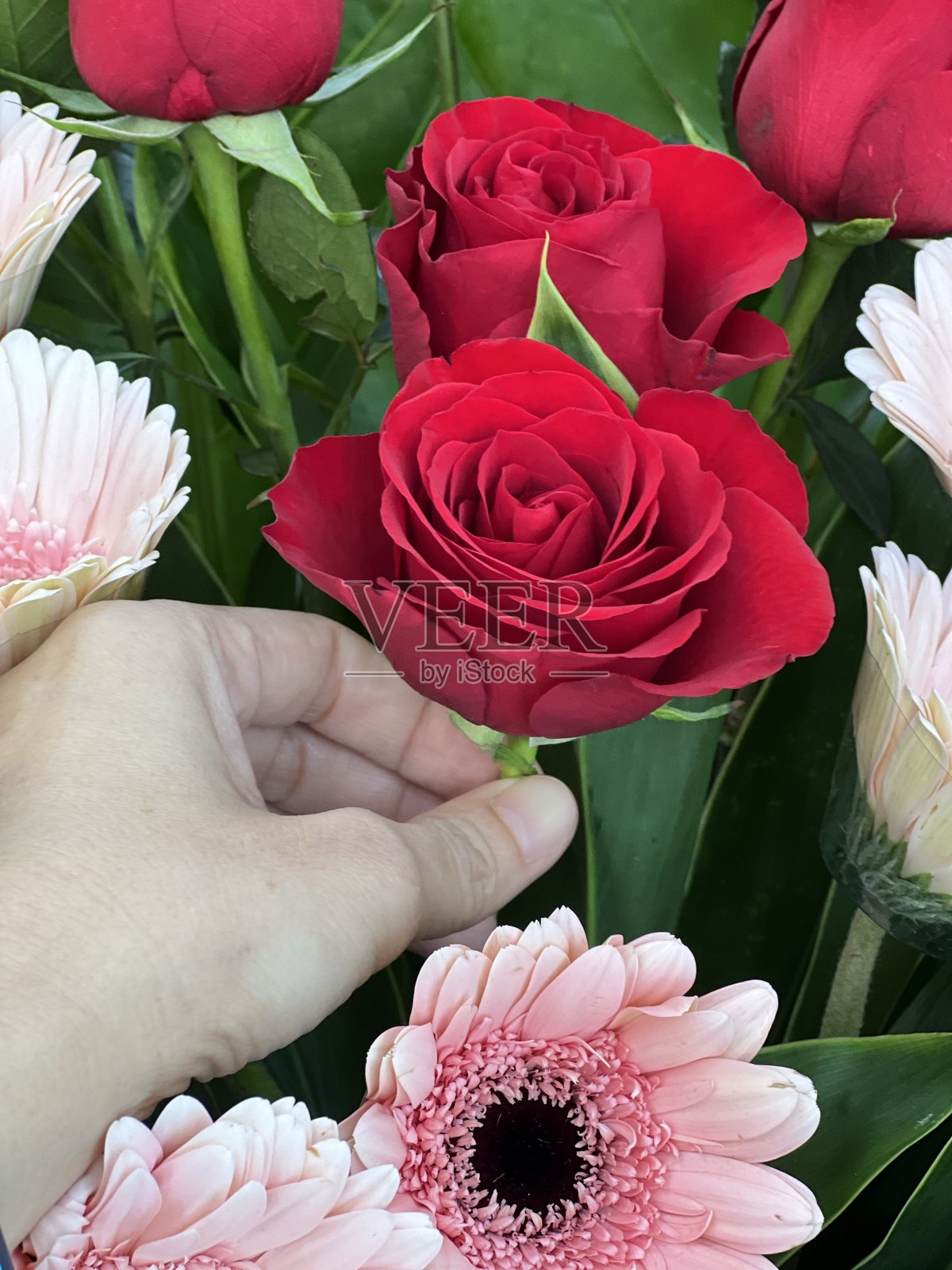 玫瑰照片摄影图片