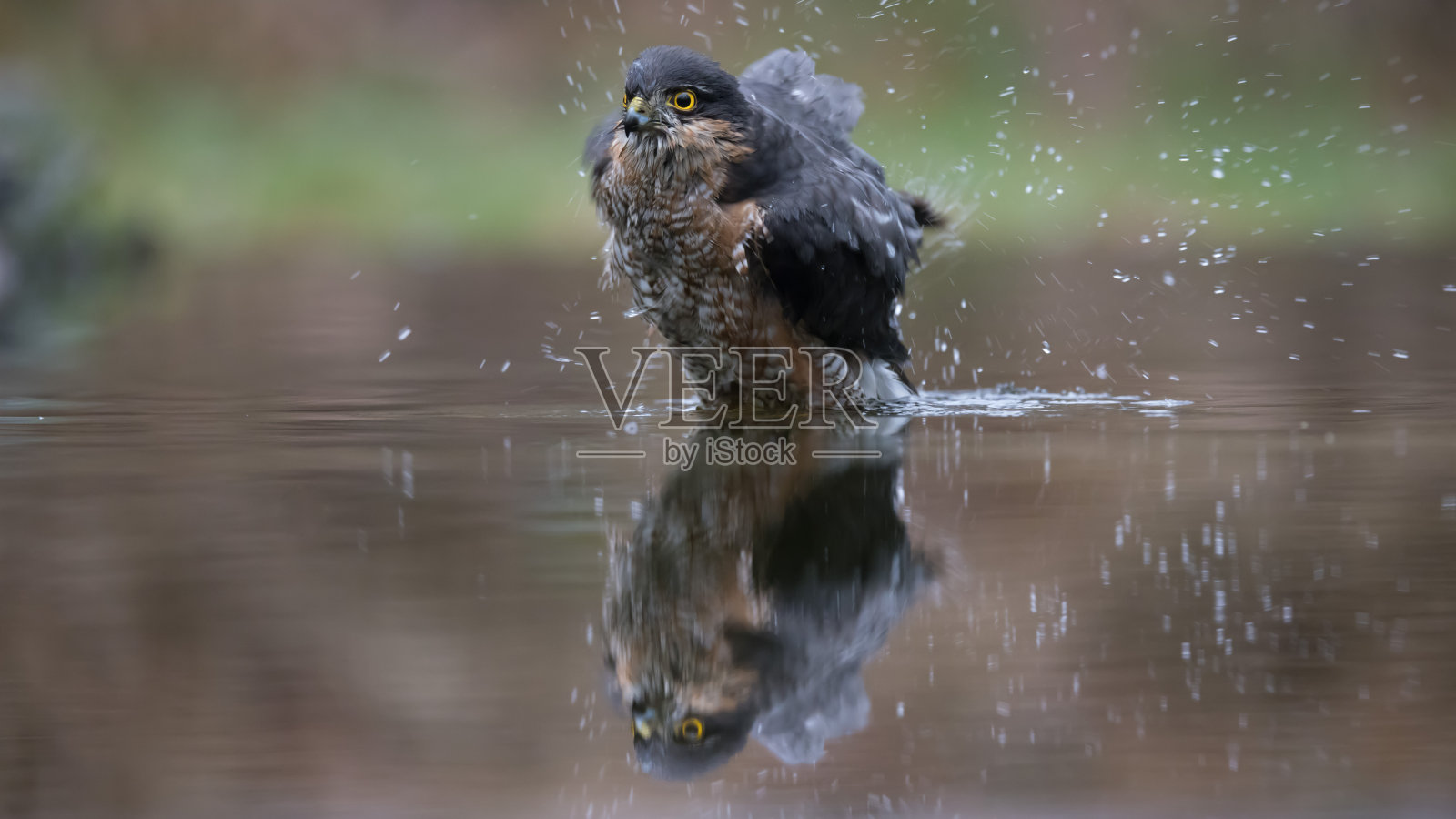 欧亚Sparrowhawk照片摄影图片