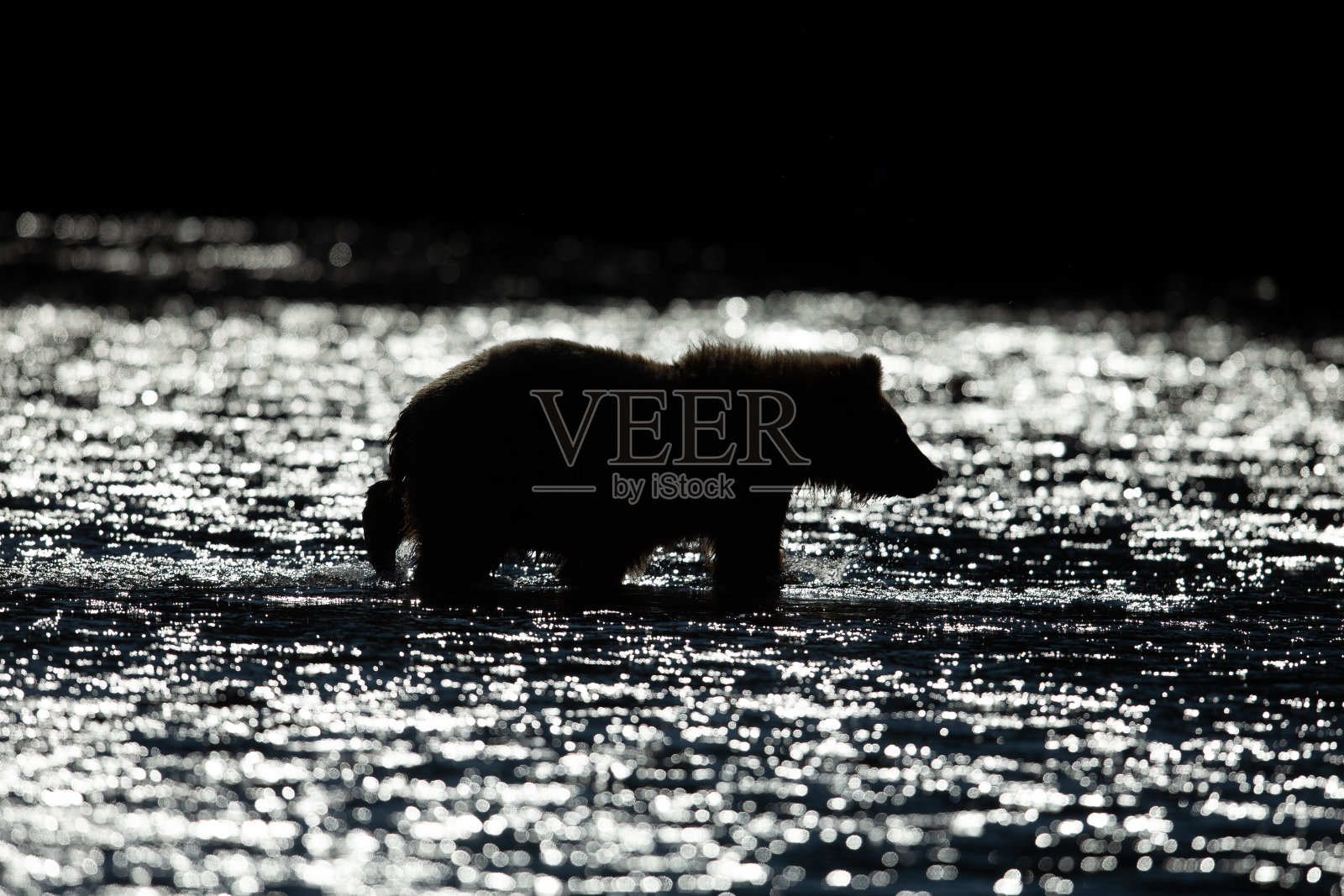 日落时分,棕熊的剪影走在河边照片摄影图片