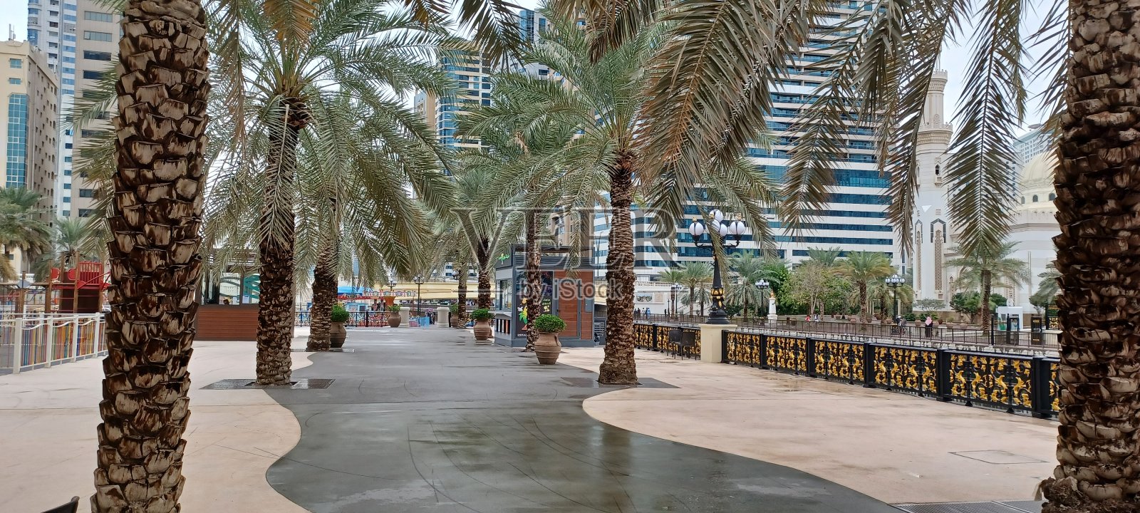 卡斯巴棕榈树照片摄影图片