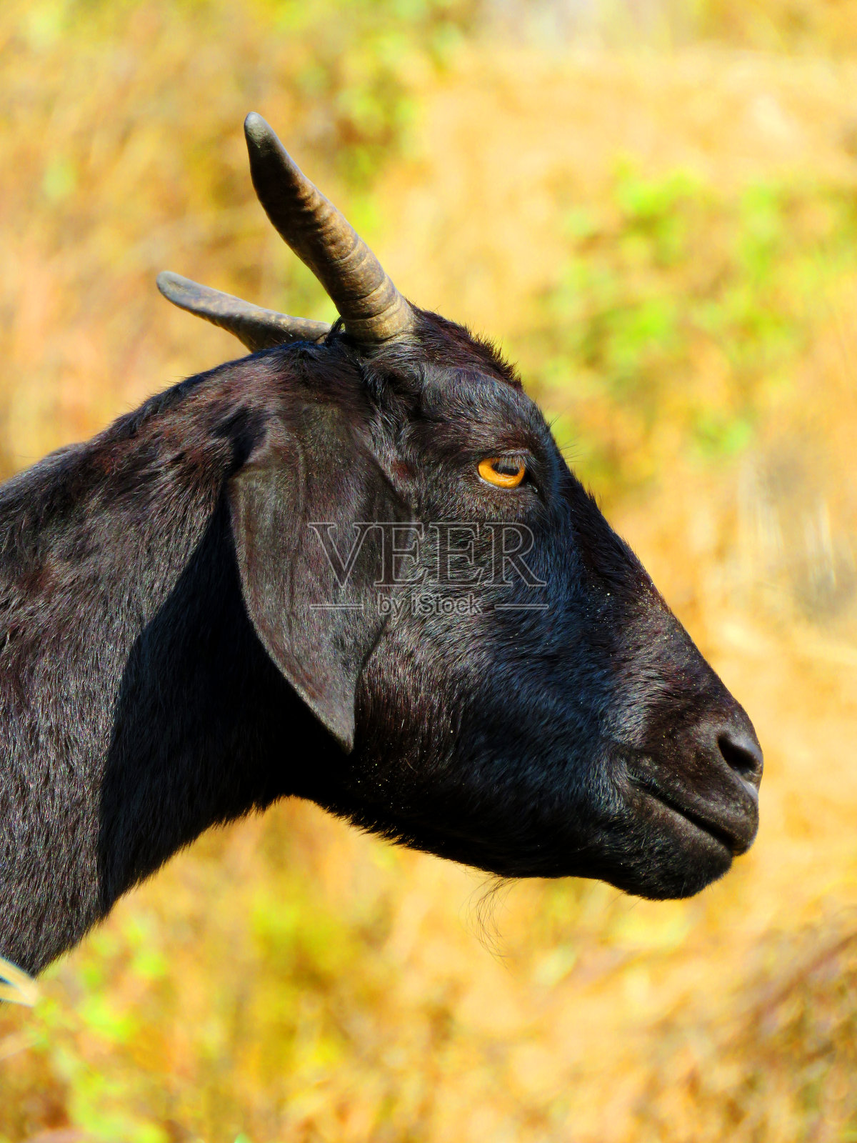 黑色山羊的肖像,黑色山羊的头,黑色山羊的侧视图。照片摄影图片