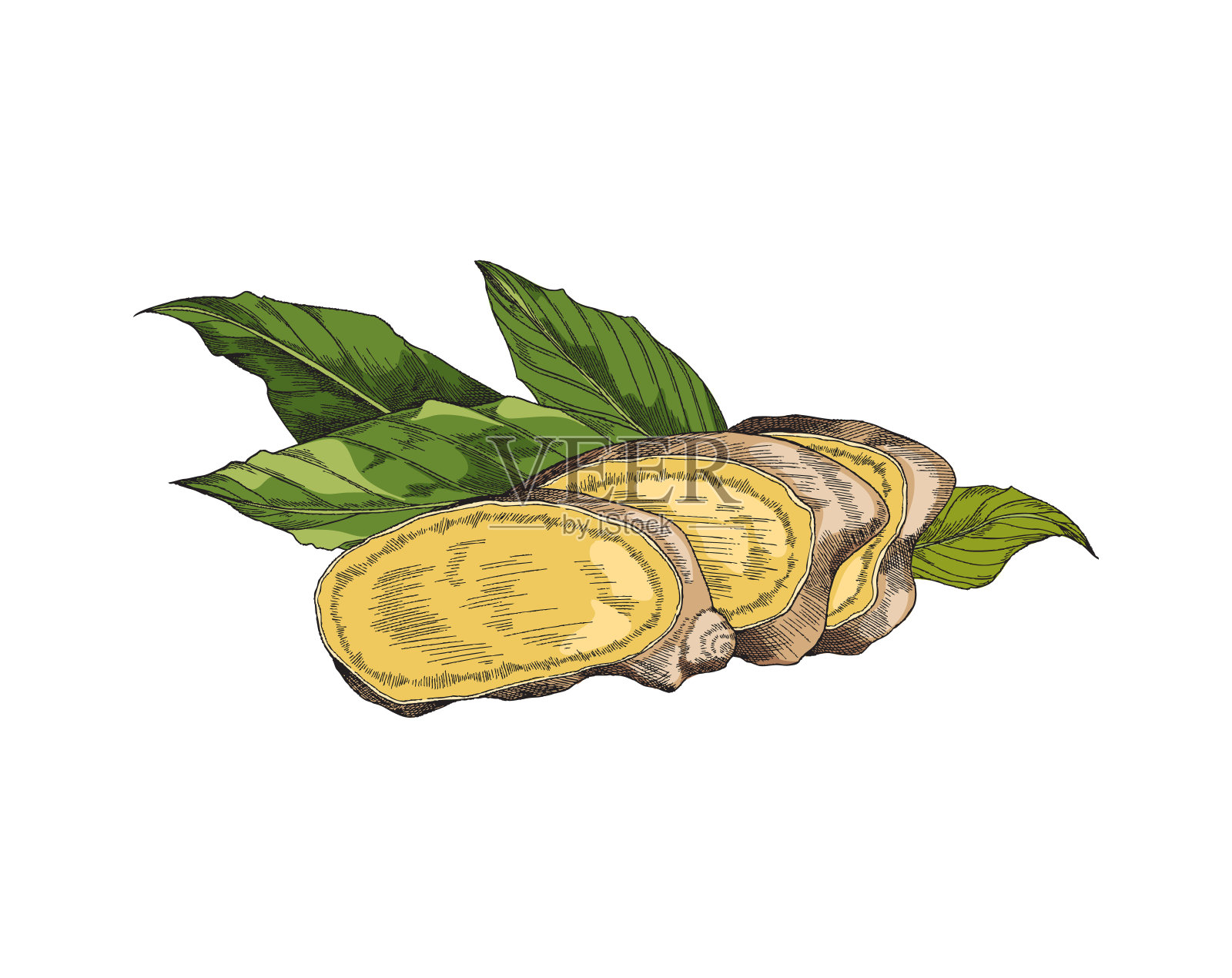 姜根切片与绿叶,素描矢量插图为草药茶标签或包装设计。古董画。设计元素图片
