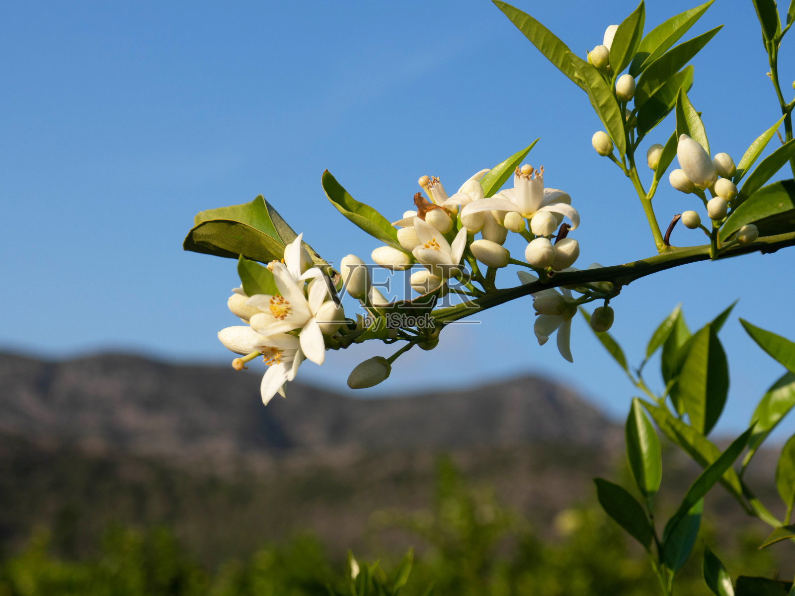 瓦伦西亚橙和橙色花。西班牙。春天收获照片摄影图片