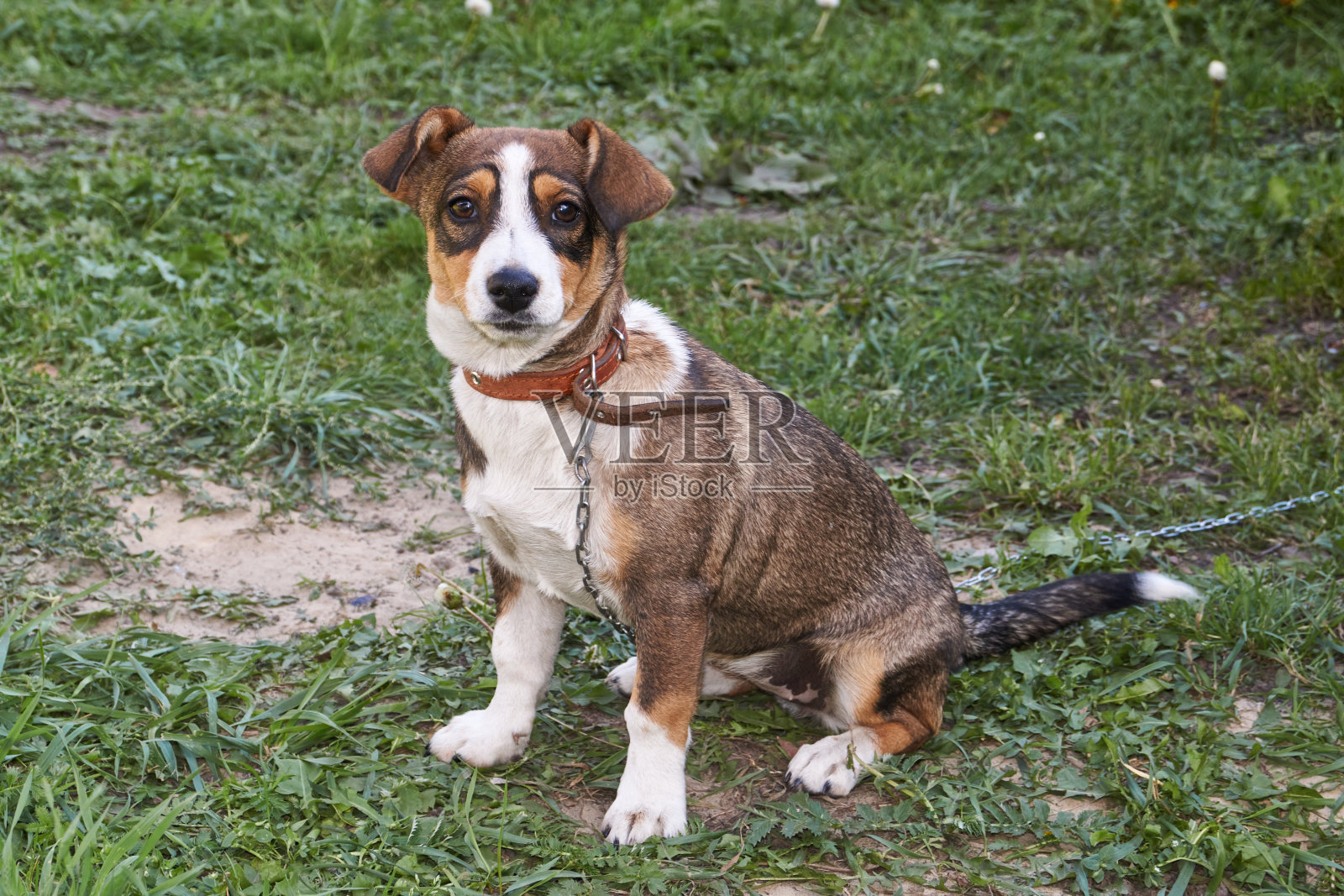 一只狗在乡间别墅院子的草坪上照片摄影图片