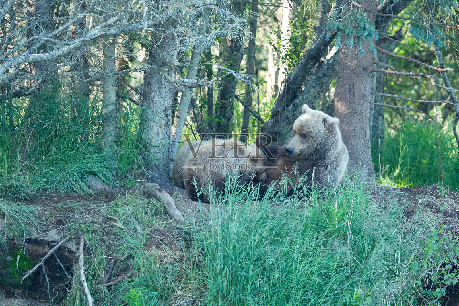 棕熊母猪哺育两只小熊照片摄影图片