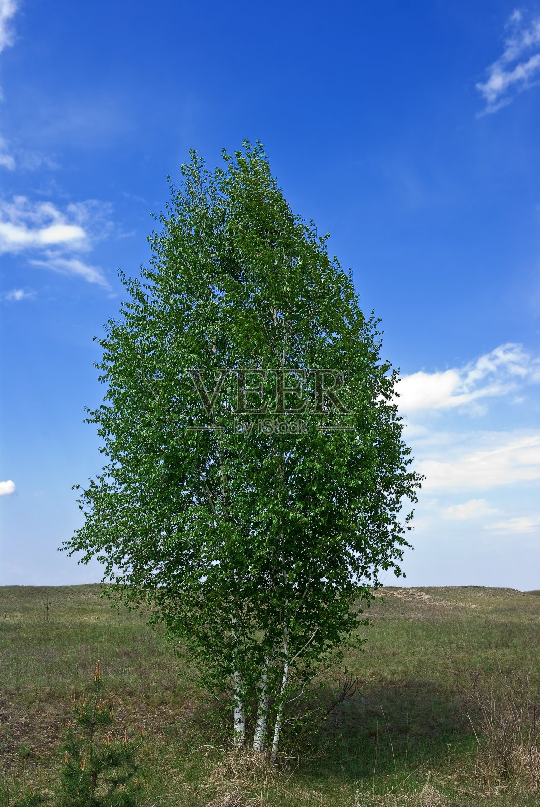 瘦长的白桦被明媚的春日所驱走照片摄影图片