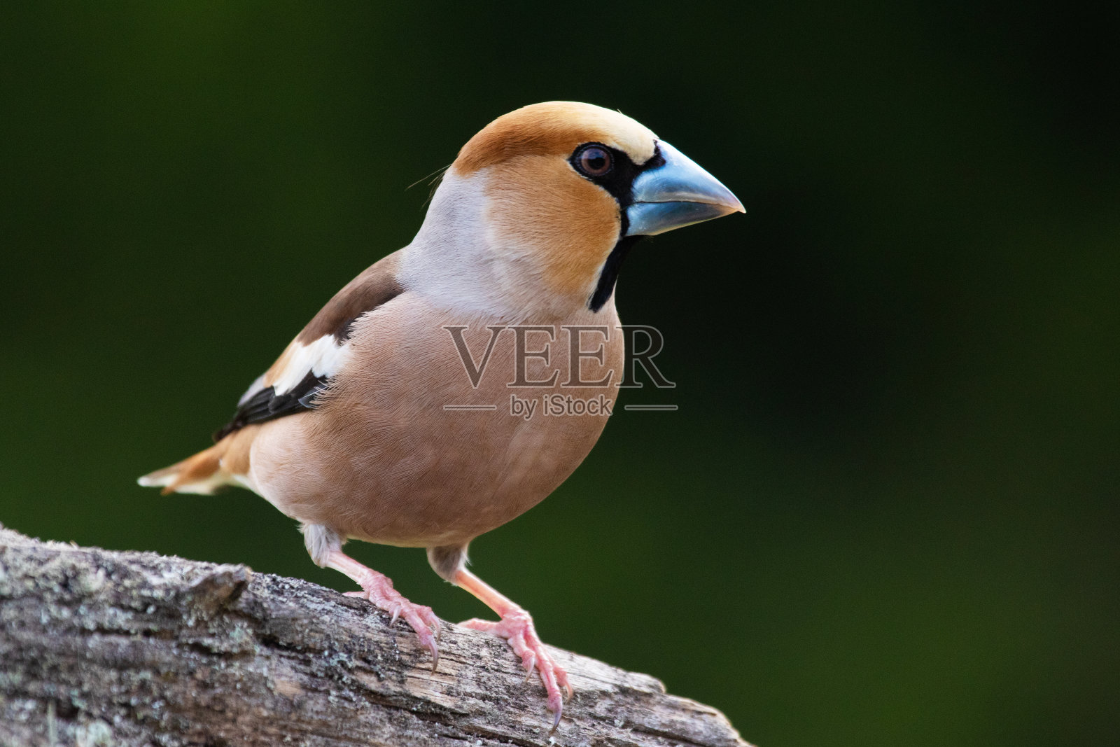 美丽的雄性欧洲鸣禽鹰翅雀,有着大喙的鹦鹉照片摄影图片