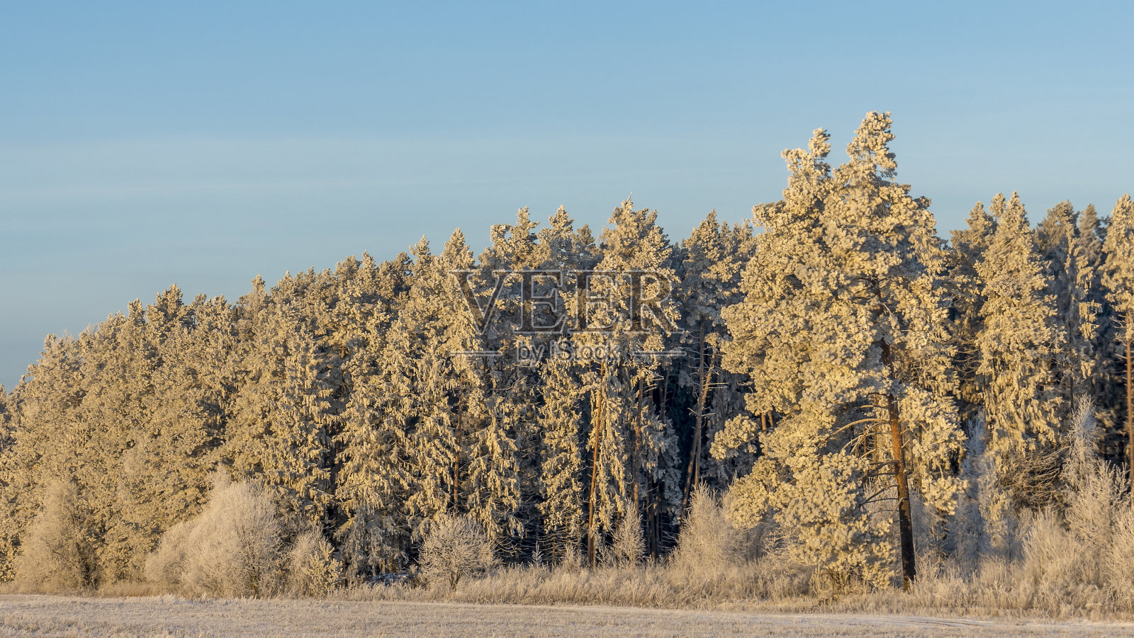 针叶林的边缘被雪覆盖着。风景如画的冬季景观,有森林和草地。照片摄影图片