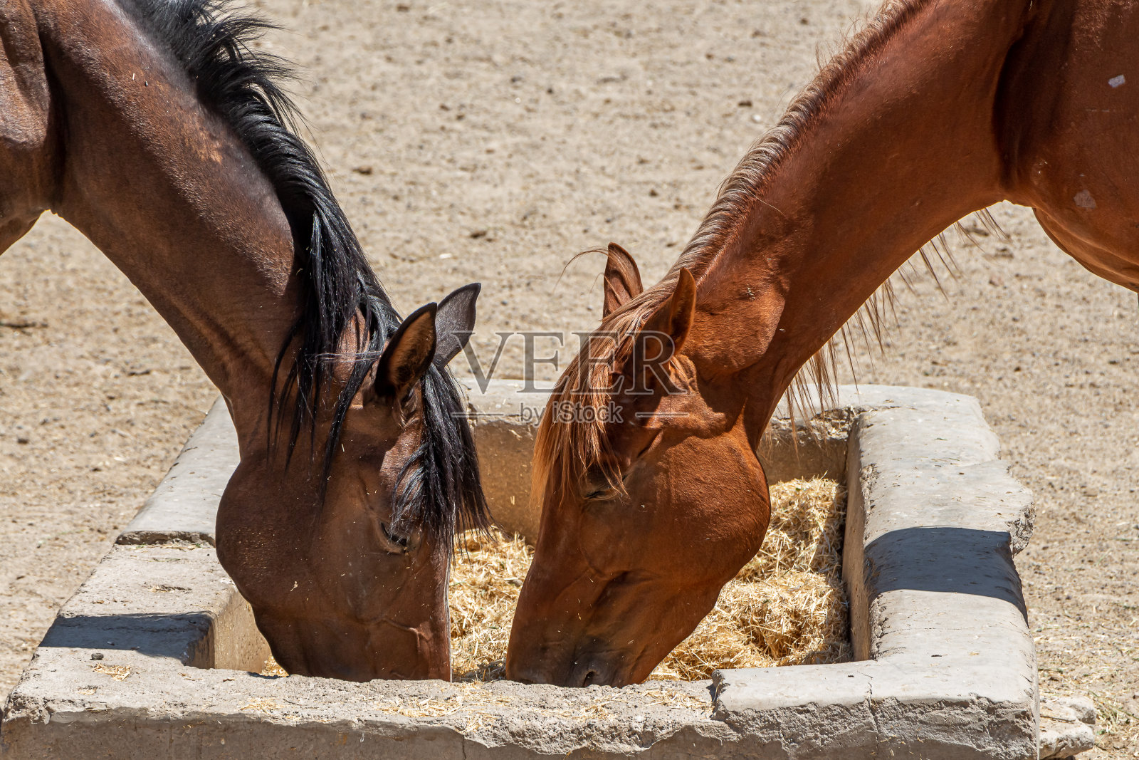 在阳光明媚的日子里,美丽的红马映衬着群山照片摄影图片