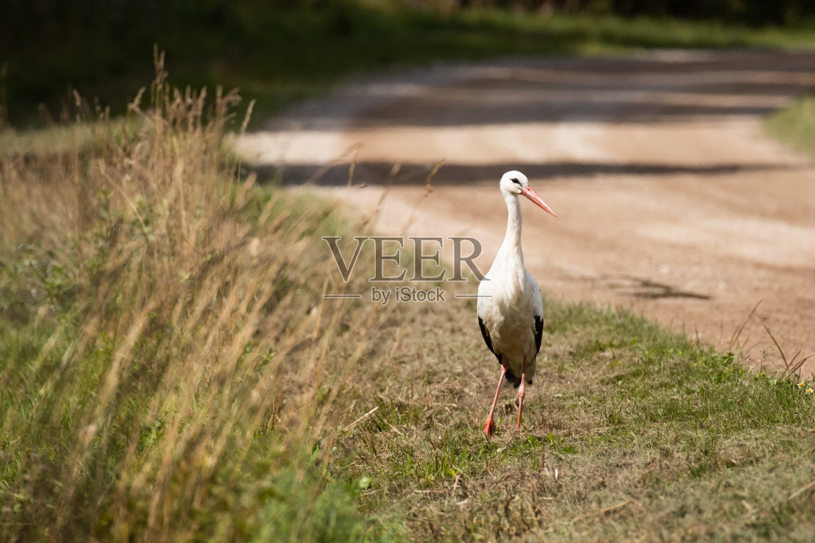 白鹳,Ciconia Ciconia走在路边的一个小村庄照片摄影图片