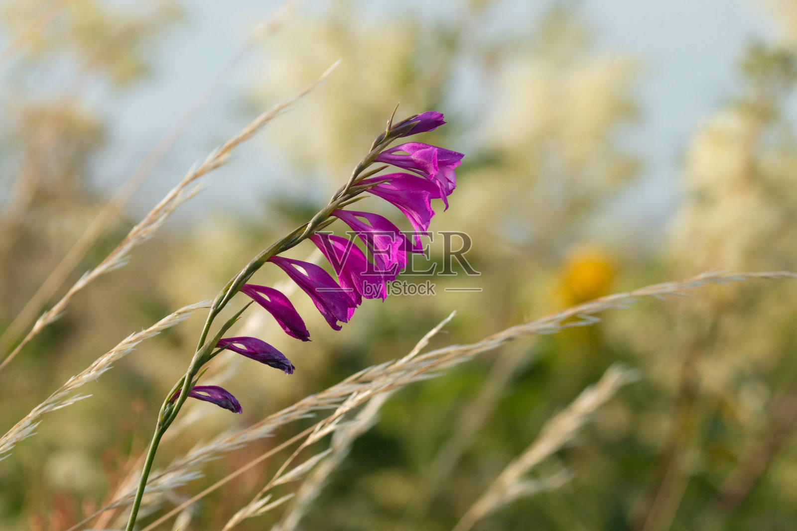 剑兰属的一种,剑兰在爱沙尼亚的沿海草地上开花照片摄影图片