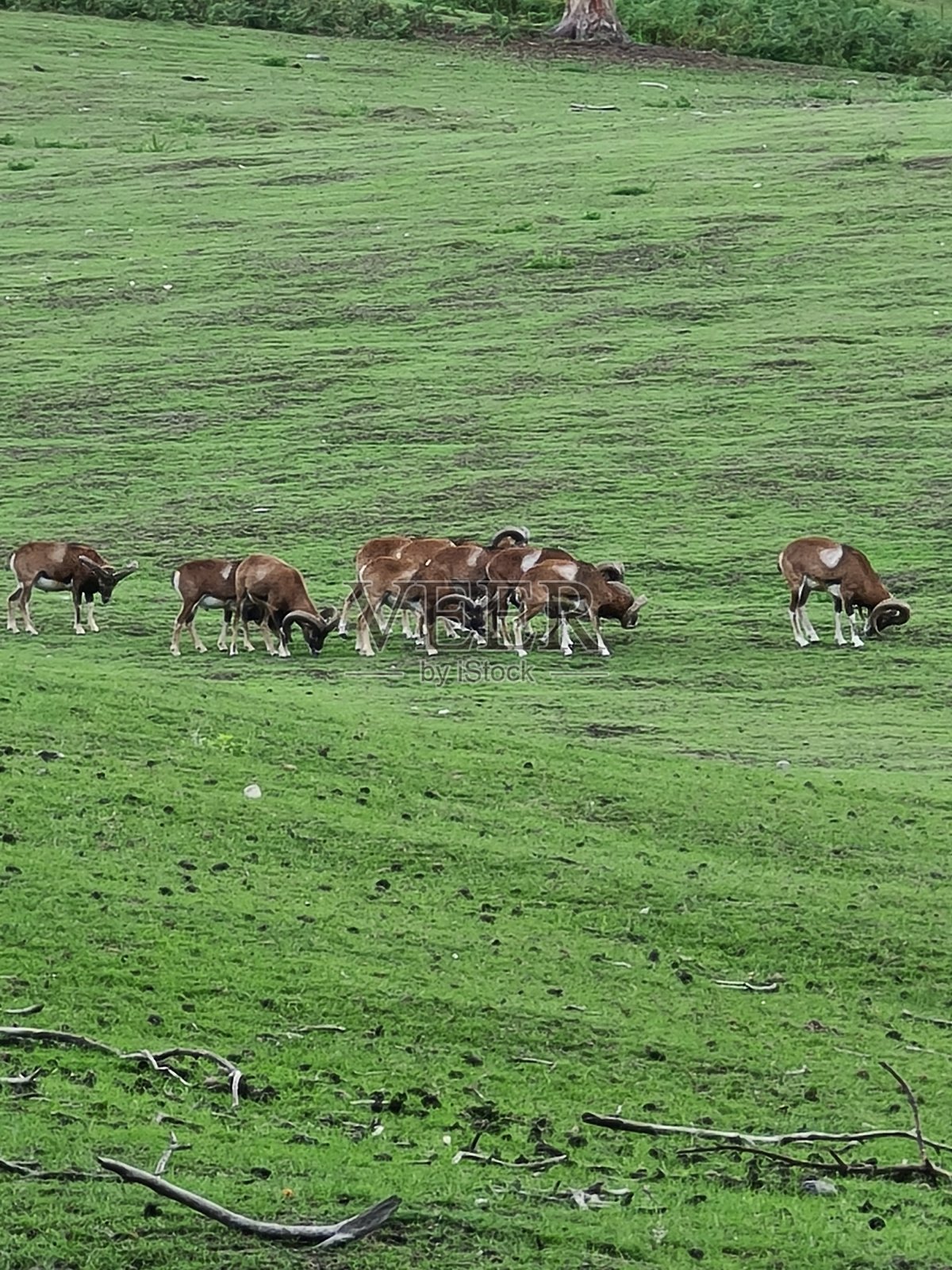 鹿照片摄影图片