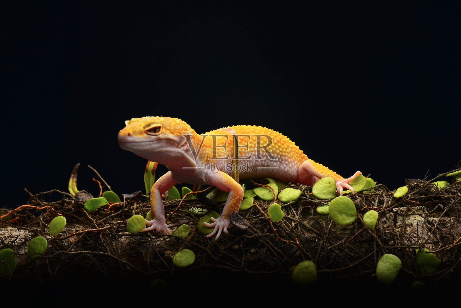 笑脸壁虎照片摄影图片