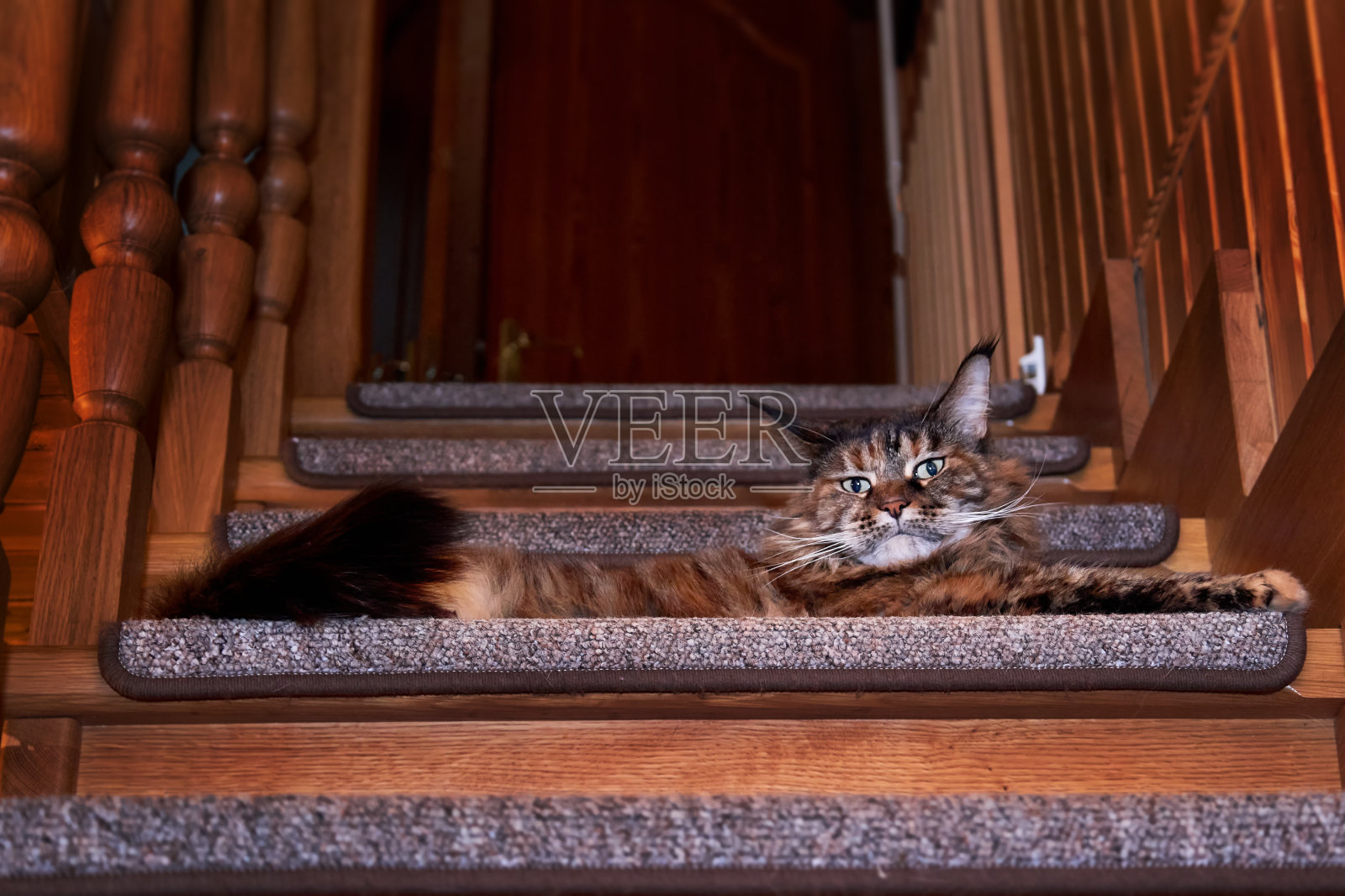 一只缅因浣熊趴在房子里的木台阶上照片摄影图片